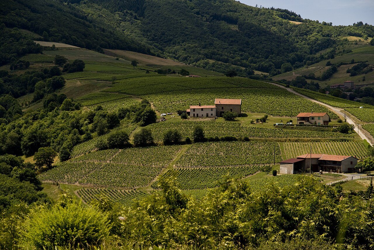 Green rows of vines covering the hillsides of the Beaujolais countryside, with stone farmhouses and red-tiled roofs among the vineyards